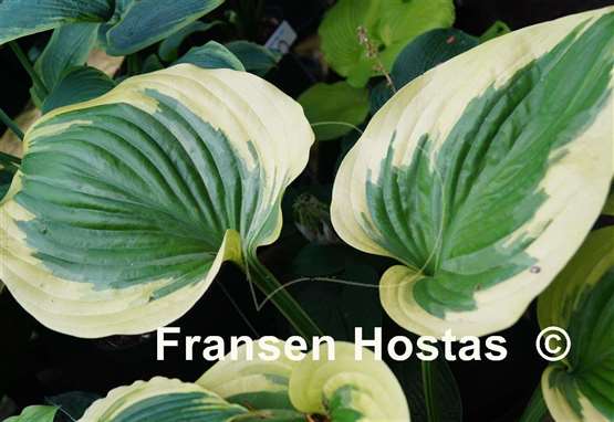 Hosta Final Victory - Fransen Hostas